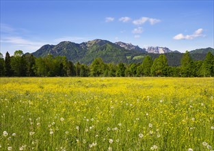 Flower meadow in Untersteinbach at Gaissach with Brauneck and Benediktenwand