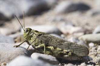 Rattle grasshopper (Psophus stridulus)