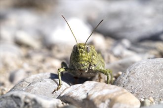 Rattle grasshopper (Psophus stridulus)