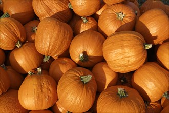 Roter Zentner pumpkins