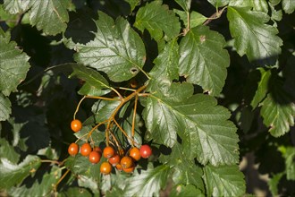 Common whitebeam (Sorbs aria) leaves and fruit