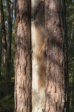 Pine trunk with bark stripped away to obtain resin