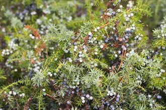 Common juniper (Juniperus communis) berries