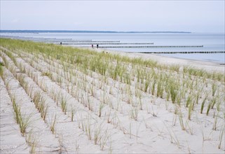 Planting of beach grass (Ammophila arenaria) on dune on the beach