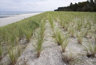 Planting of beach grass (Ammophila arenaria) on dune on the beach