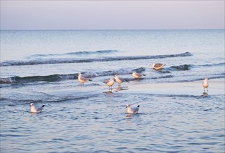 Lesser black-backed gulls (Chroicocephalus ridibundus) in the sea at the beach
