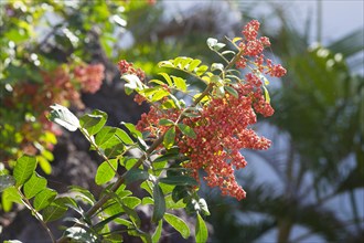 Brazilian peppertree (Schinus terebinthifolius) with berries