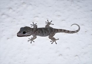 Gomero wall gecko or La Gomera Gecko (Tarentola gomerensis)
