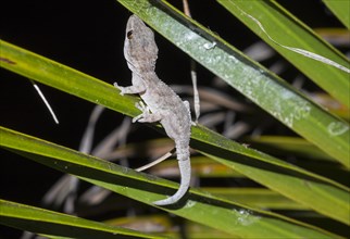 Gomero wall gecko or La Gomera Gecko (Tarentola gomerensis) on palm leaf
