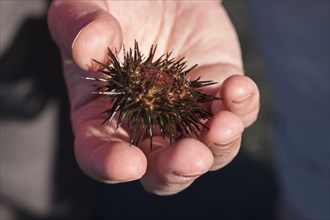 Purple sea urchin (Paracentrotus lividus) in hand