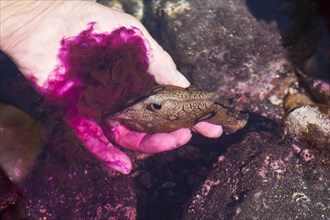 Spotted sea hare (Aplysia dactylomela) in hand