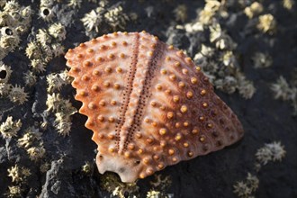 Piece of sea urchin shell (Echinoidea) on rock with barnacles (Balanidae)