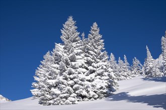 Snowy spruce (Picea sp.) trees