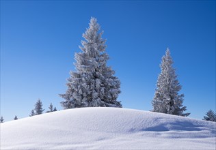 Snowy spruce (Picea sp.) trees