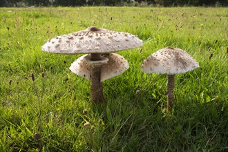 Parasol Mushroom (Macrolepiota procera) in a meadow