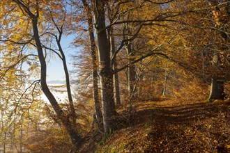 Forest path through autumnal beech forest