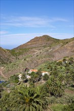 Village Tazo with Canary Island date palms (Phoenix canariensis) in Vallehermoso