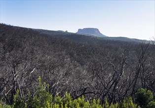 Burnt laurel forest