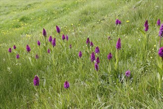 Marsh orchid (Dactylorhiza Osmanica) in a meadow