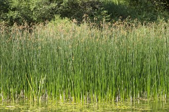 European meadow rush (Juncus inflexus) in a pond