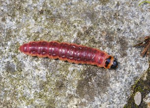 Caterpillar from goat moth (Cossus cossus)