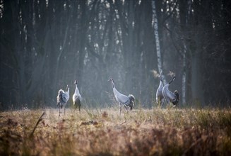 Common Cranes calling (Grus grus) in the morning light near a forest
