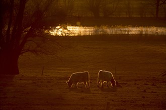 Galloway cattle (Bos primigenius taurus) in backlight on a pasture