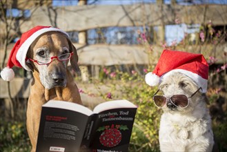 Two dogs (canis lupus familiaris) with Christmas hats