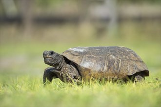 Gopher tortoise (Gopherus polyphemus) in grass