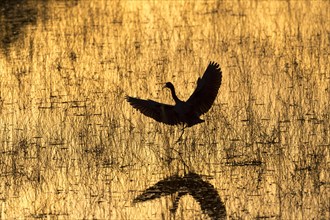 Reddish Egret (Egretta rufescens) at sunset