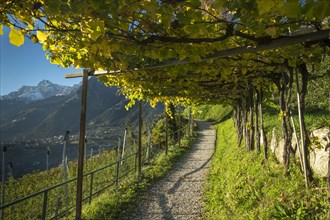 Hiking trail through the vineyards