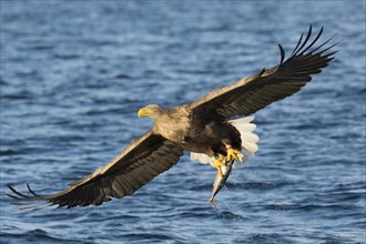 White-tailed eagle (Haliaeetus albicilla) flying with fish prey over water