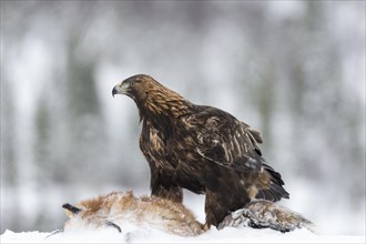 Golden Eagle (Aquila chrysaetos) with fox as prey in snow