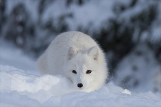 Arctic fox (Vulpes lagopus syn. Alopex lagopus) in the snow