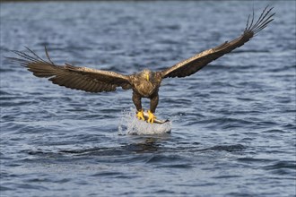 White-tailed eagle (Haliaeetus albicilla) flying with fish prey over water