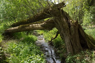 Creek with fallen tree