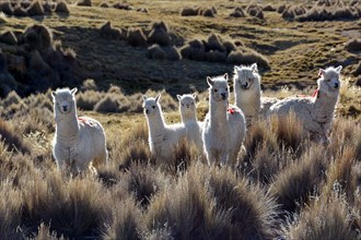 White lamas (Lama glama) in Paja grass