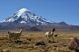 Llamas (Lama glama) in front of Nevado Sajama volcano