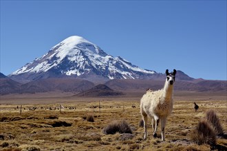 Llama (Lama glama) in front of Nevado Sajama volcano