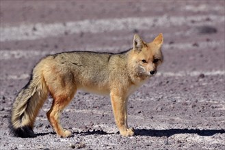 Culpeo or Andean fox (Lycalopex culpaeus)