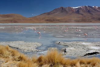 Laguna Hedionda with James's Flamingos (Phoenicoparrus jamesi)