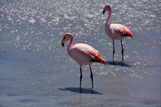 Laguna Hedionda with James's Flamingos (Phoenicoparrus jamesi)