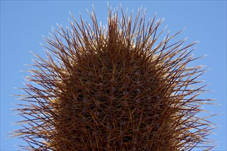 Cactus (Echinopsis atacamensis)