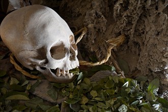 Skull of mummy with offering of coca leaves