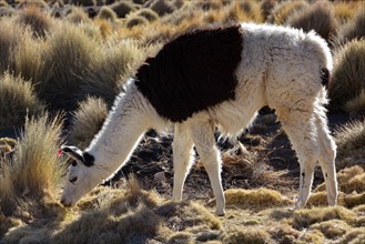 Brown and white llama (Lama glama) eating dry grass