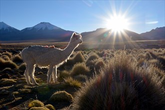 Llama (Lama glama) on pasture