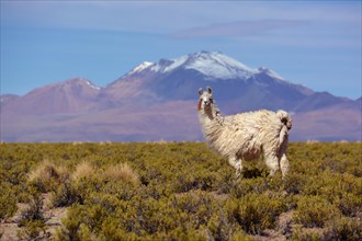 Llama (Lama glama) in front of snow-capped Andes