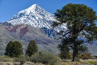 Snow-covered volcano Lanin and monkey puzzle trees (Araucaria araucana)