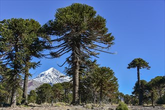 Snow-covered volcano Lanin and monkey puzzle trees (Araucaria araucana)