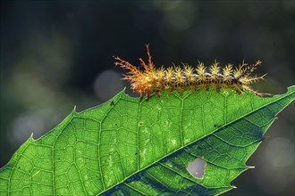 Colorful caterpillar with spines on one leaf
